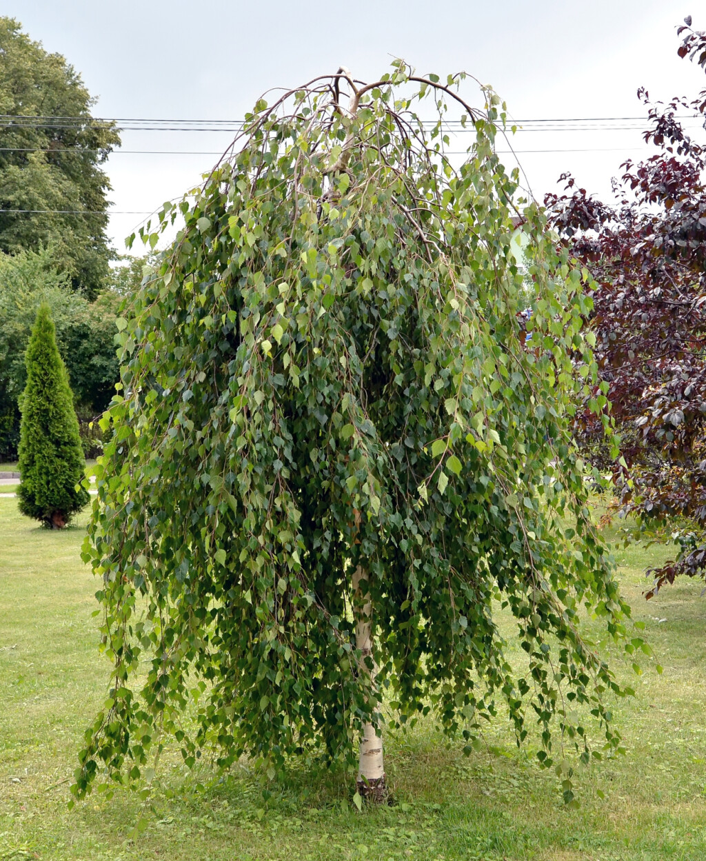 Breza (Betula pendula)