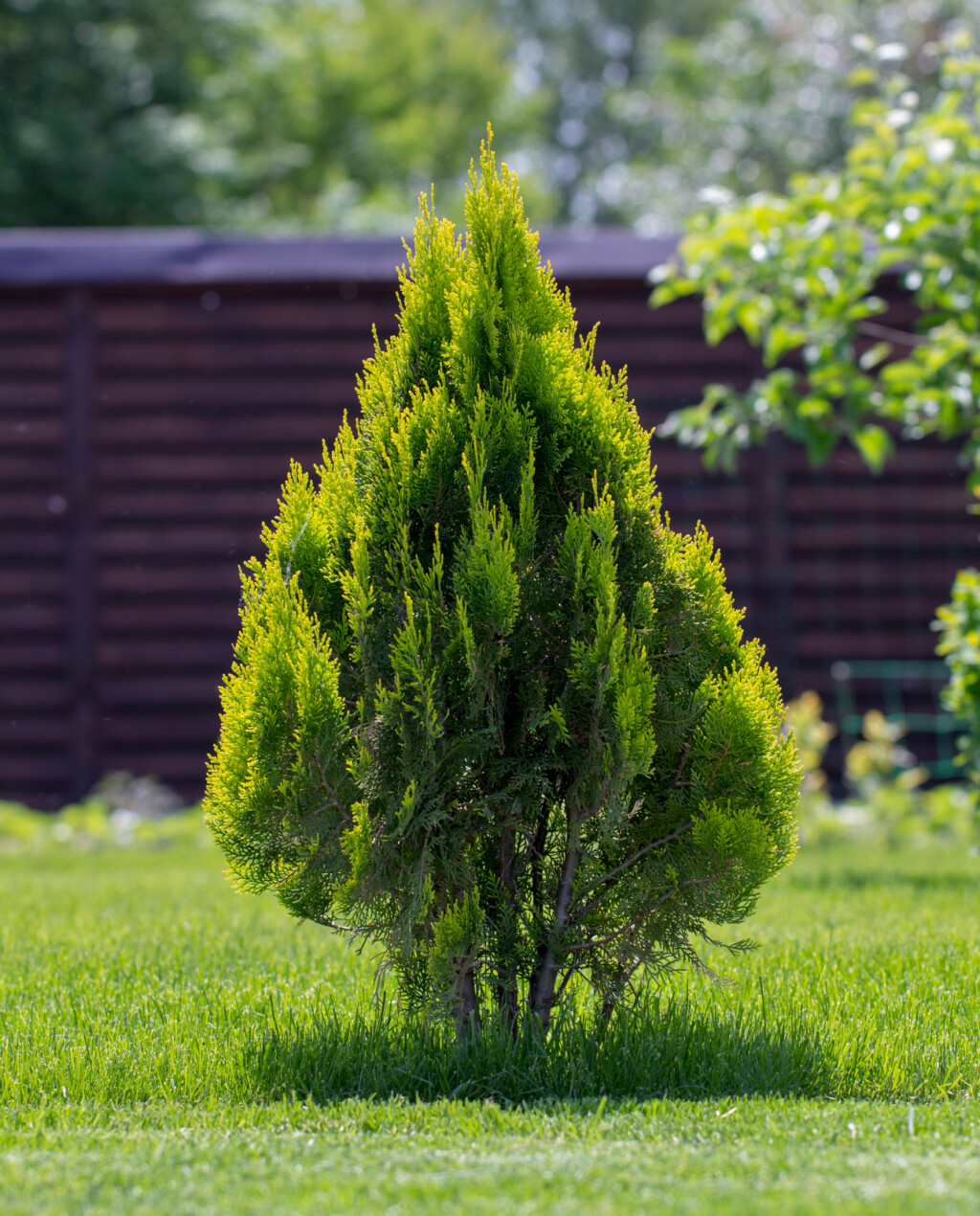 Tuja ‘Brabant’ (Thuja occidentalis ‘Brabant’)