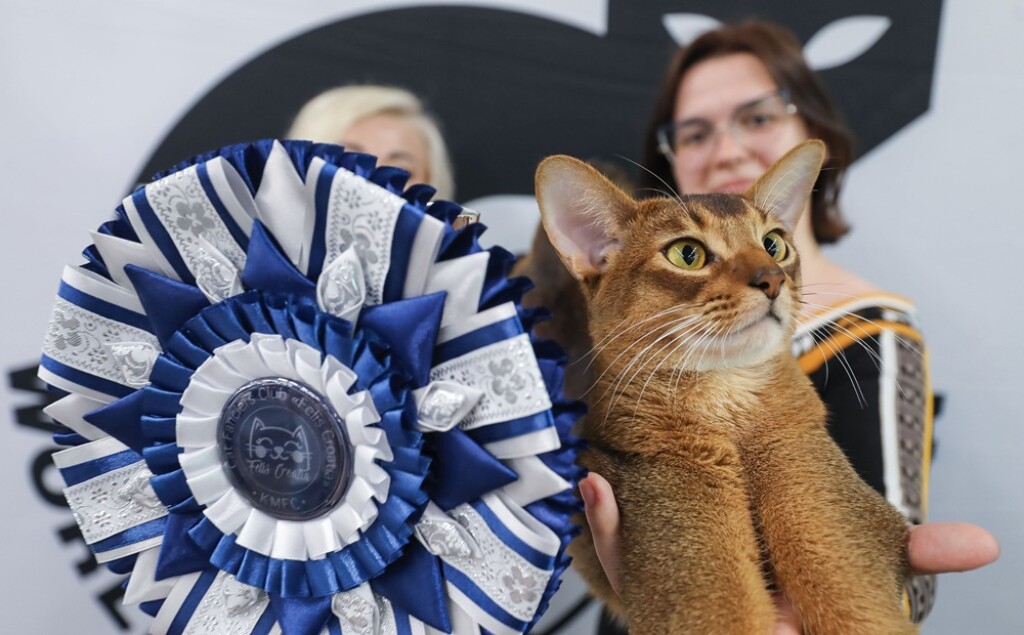 Svjetska izložba mačaka