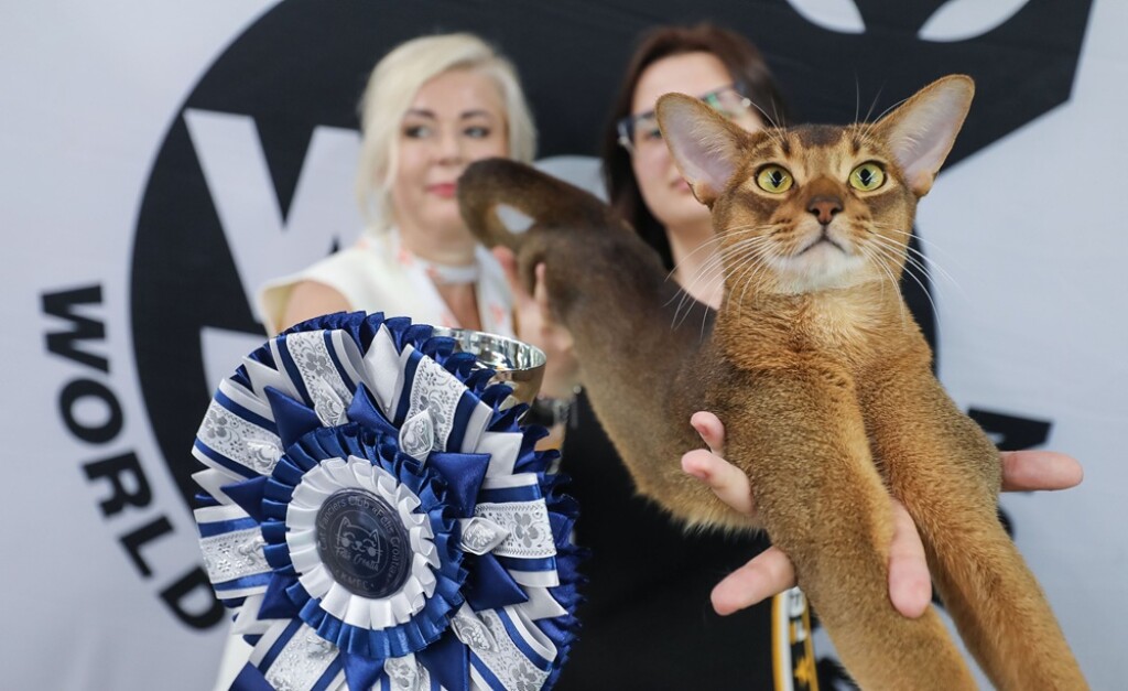 Svjetska izložba mačaka