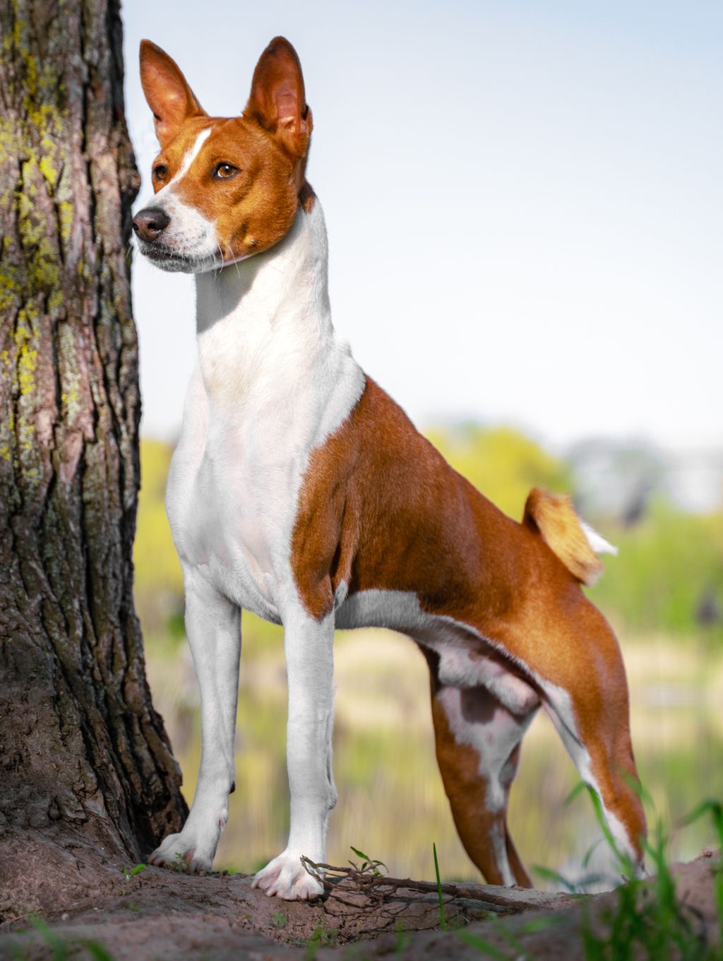 Basenji