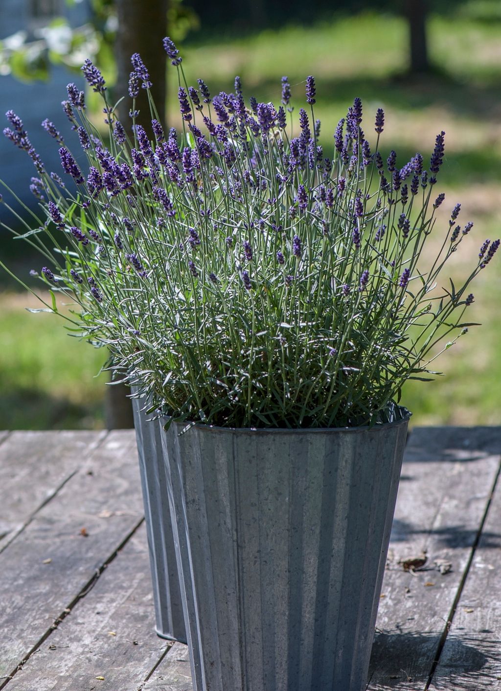 Lavanda je savršen spoj dekorativnosti i funkcionalnosti