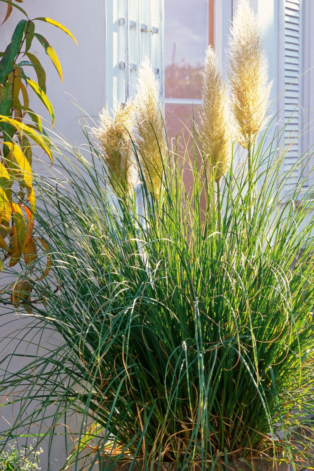 Pampas trava idealna je kao središnja, visoka biljka