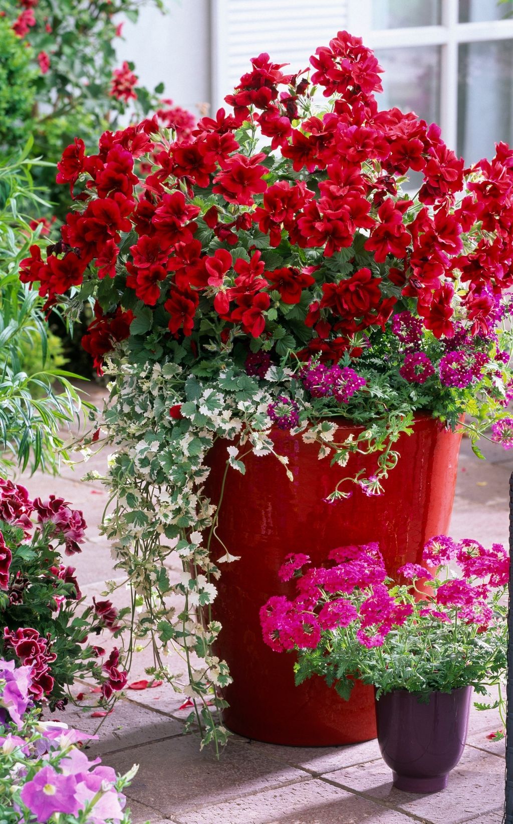 Pelargonije su klasik kada je riječ o sadnji