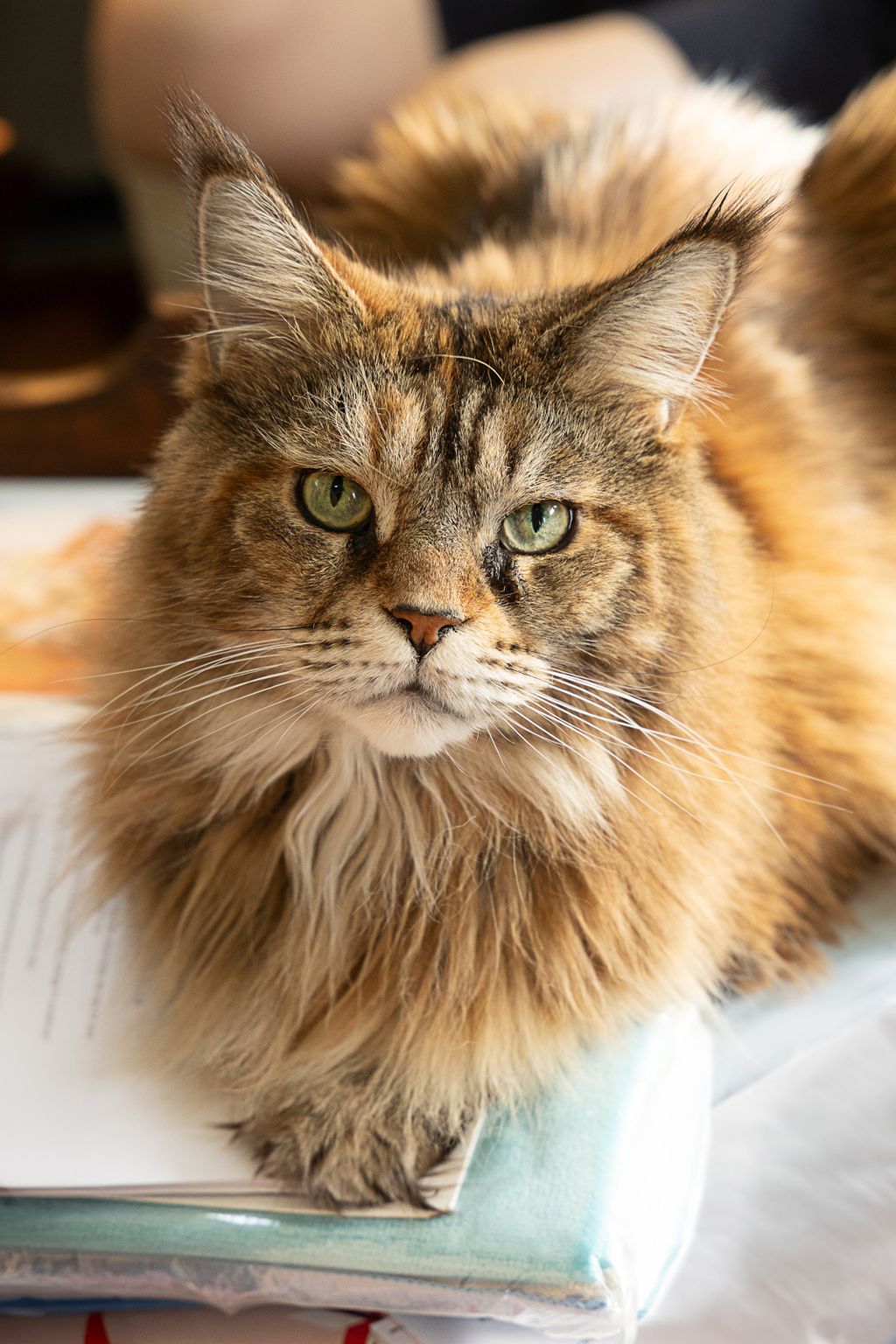 Maine coon