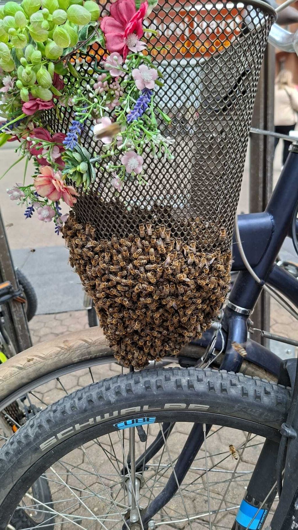 Pčele se roje na biciklu na Trgu bana Jelačića - 1