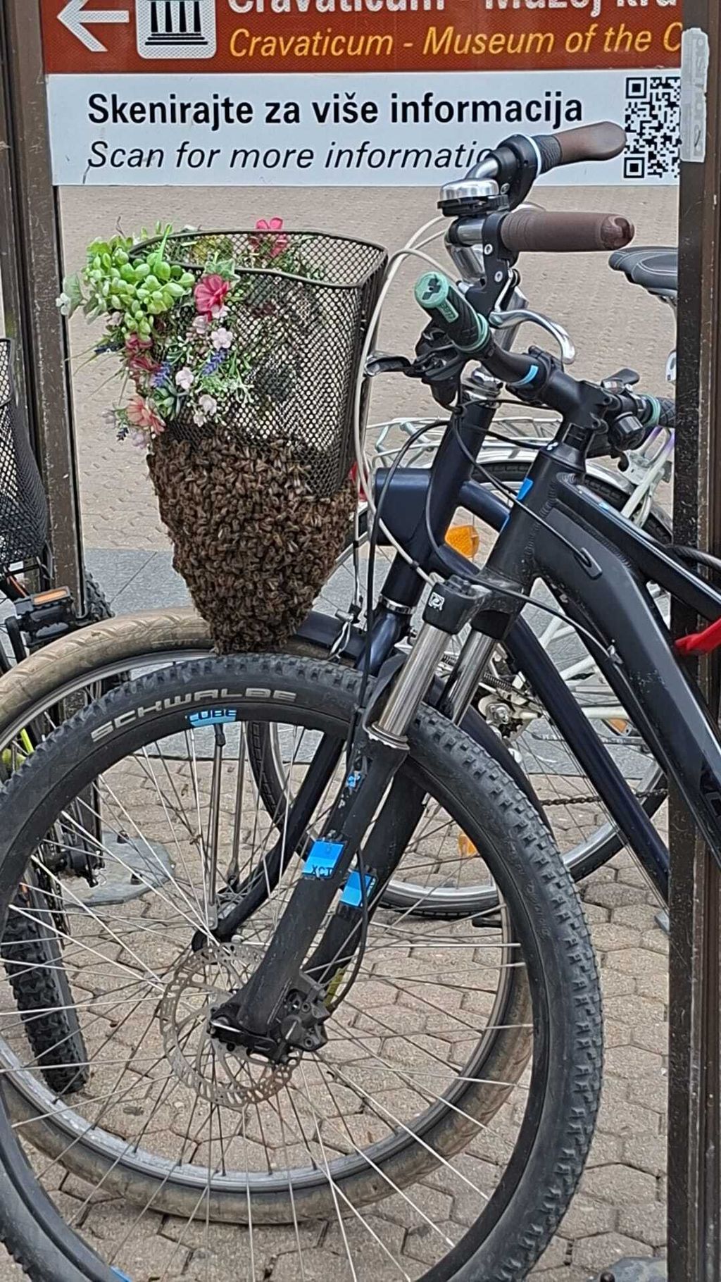Pčele se roje na biciklu na Trgu bana Jelačića - 1