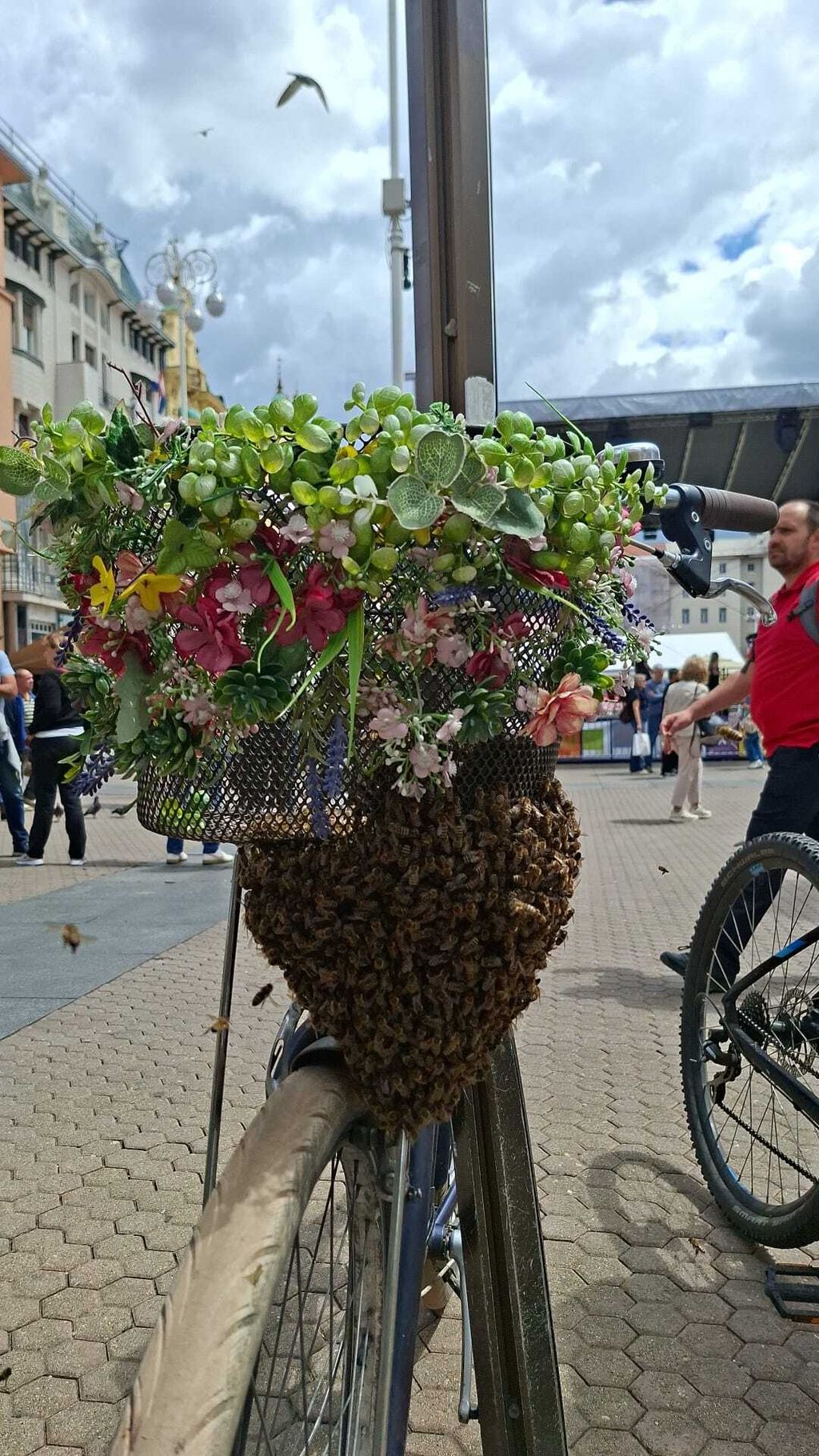 Pčele se roje na biciklu na Trgu bana Jelačića - 1