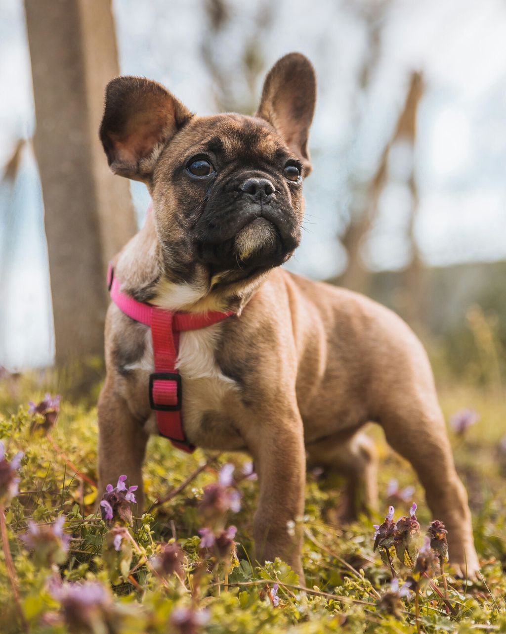 Francuski buldog