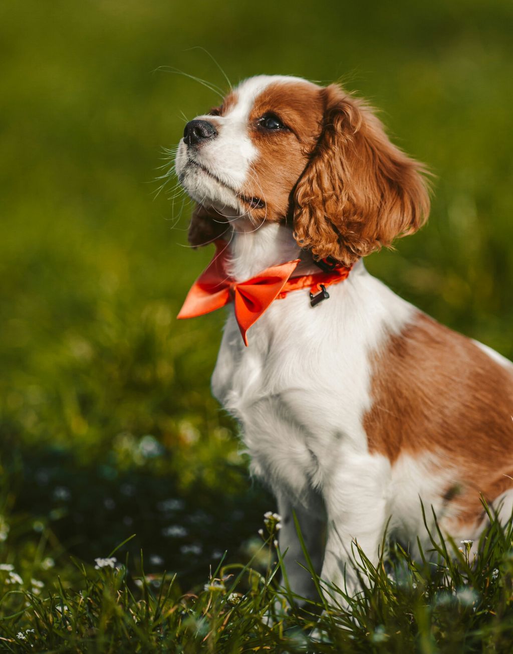 Cavalier King Charles španijel