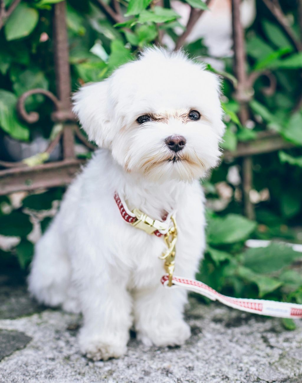 Maltezer