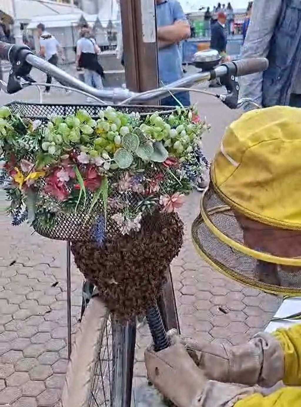 Pčele se roje na biciklu na Trgu bana Jelačića - 1
