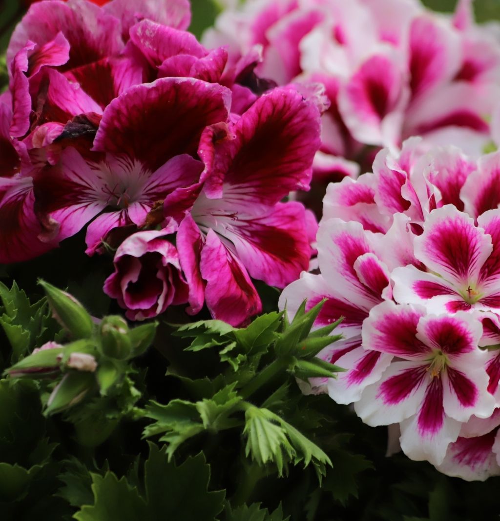 Pelargonije