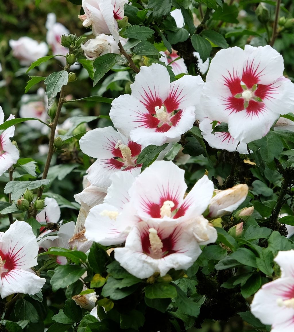 Hibiskus