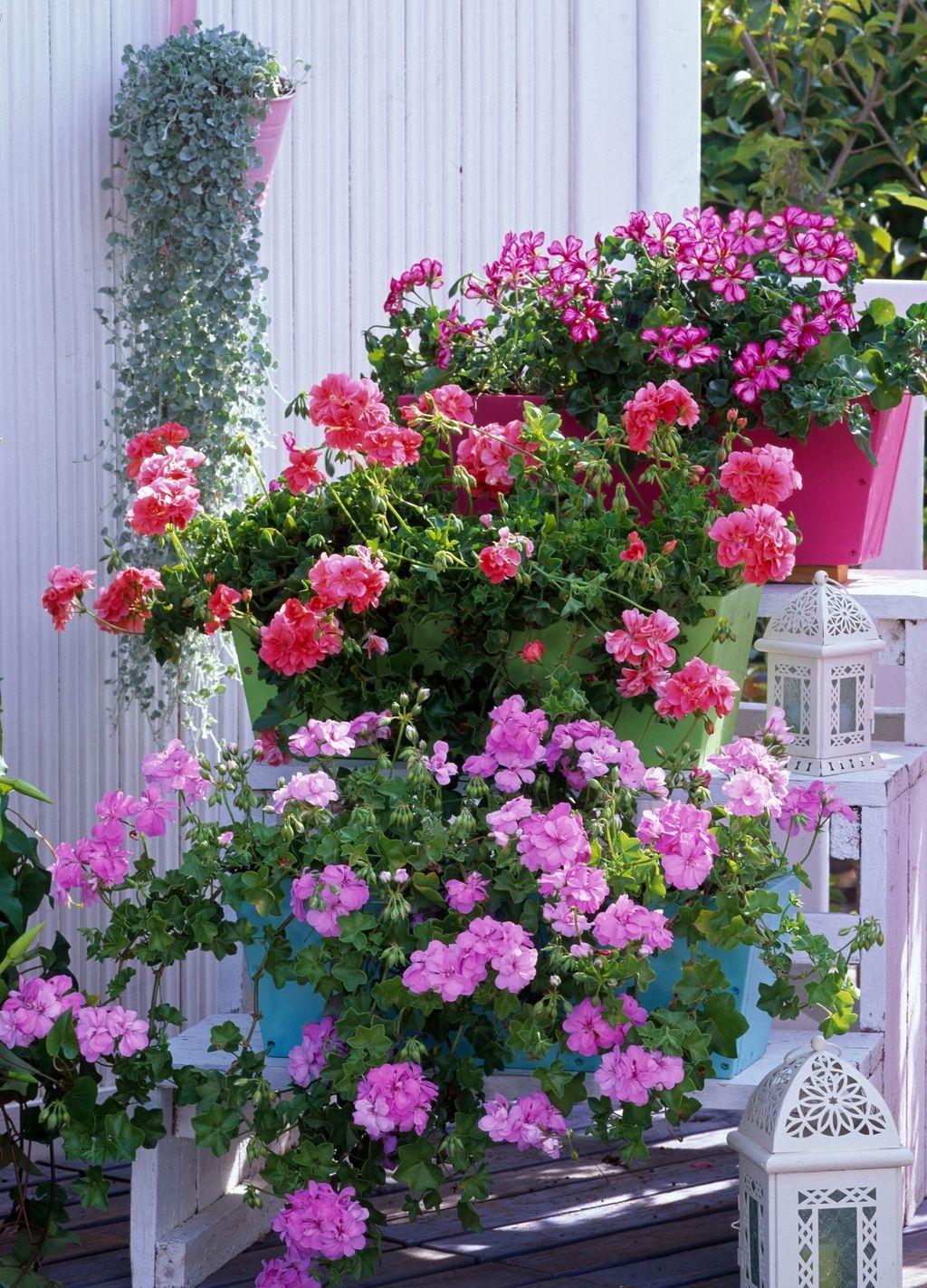 Pelargonije