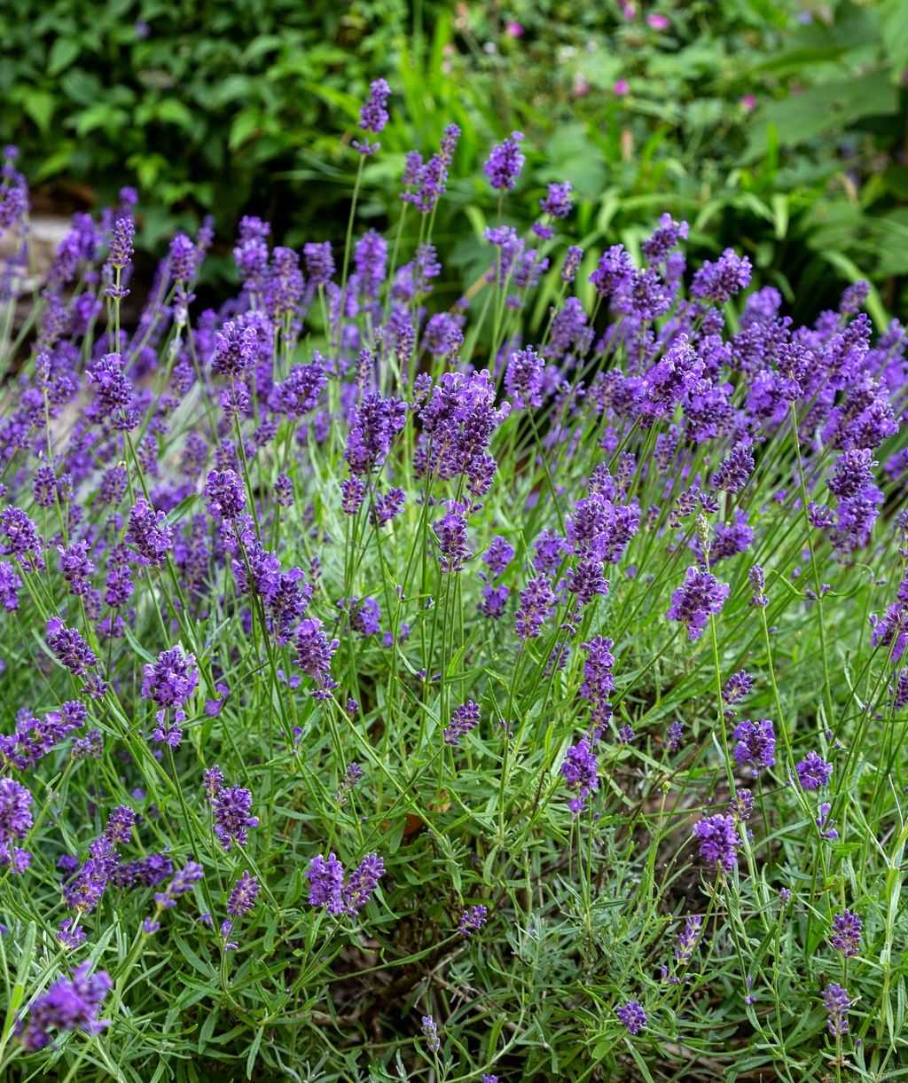 Lavanda