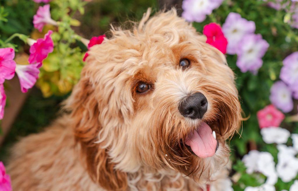 Goldendoodle je križanac zlatnog retrivera i pudle te je vrlo privržen, razigran i nježan pas