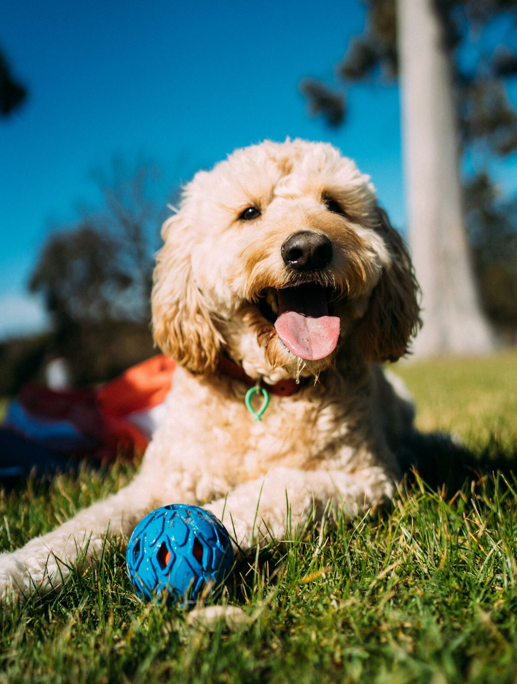 Goldendoodle