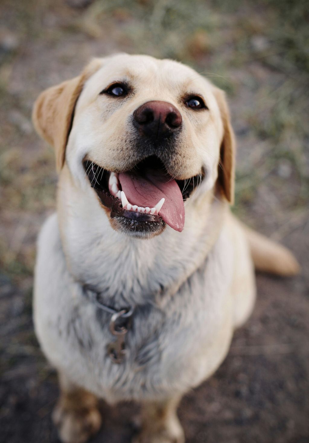 Labrador retriver