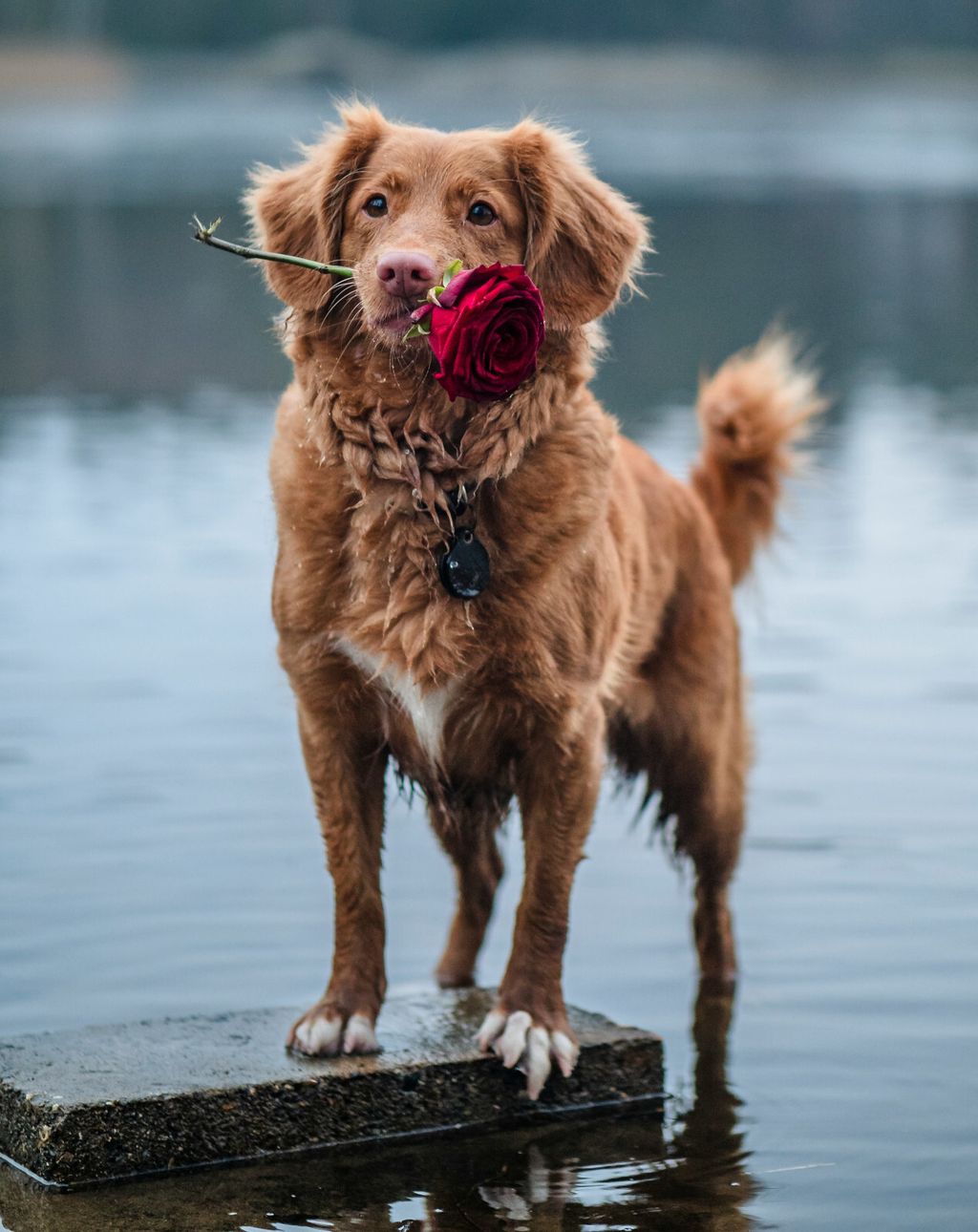 Nova Scotia duck tolling retriver (Toller)