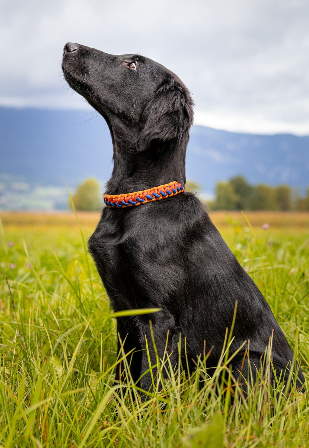 Flat-coated retriver (ravnodlaki retriver)