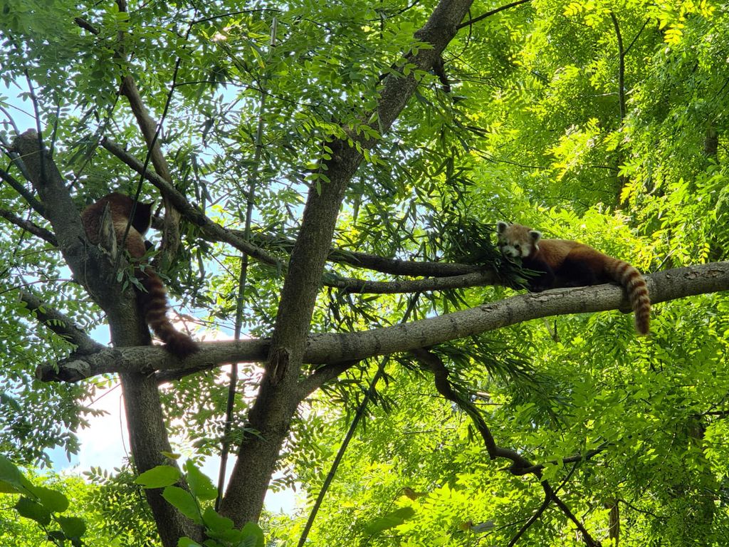 U nastambi crvenih pandi u zagrebačkom zoo vrtu rađaju se nove simpatije - 2