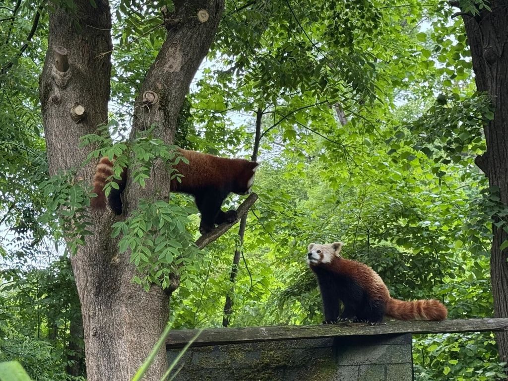 U nastambi crvenih pandi u zagrebačkom zoo vrtu rađaju se nove simpatije - 3