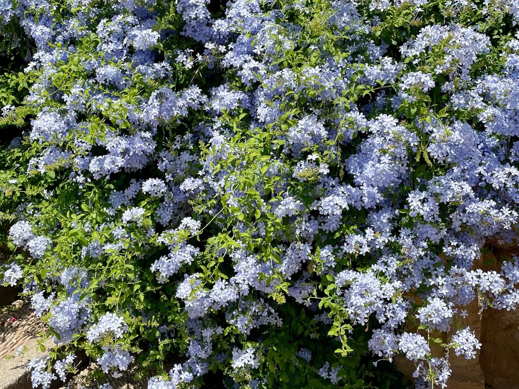 Plavom jasminu savršeno odgovara dalmatinska klima - 5