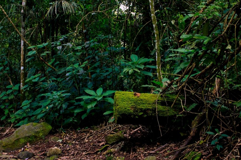 Darien Gap - 1
