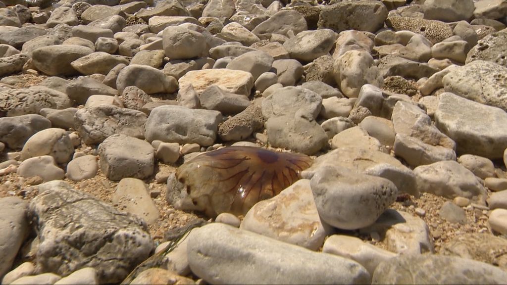 Kompas meduze zapažene u Istri