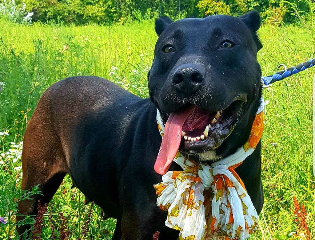 Ljepotica Megi u azilu Dumovec čeka svoj novi dom - 8