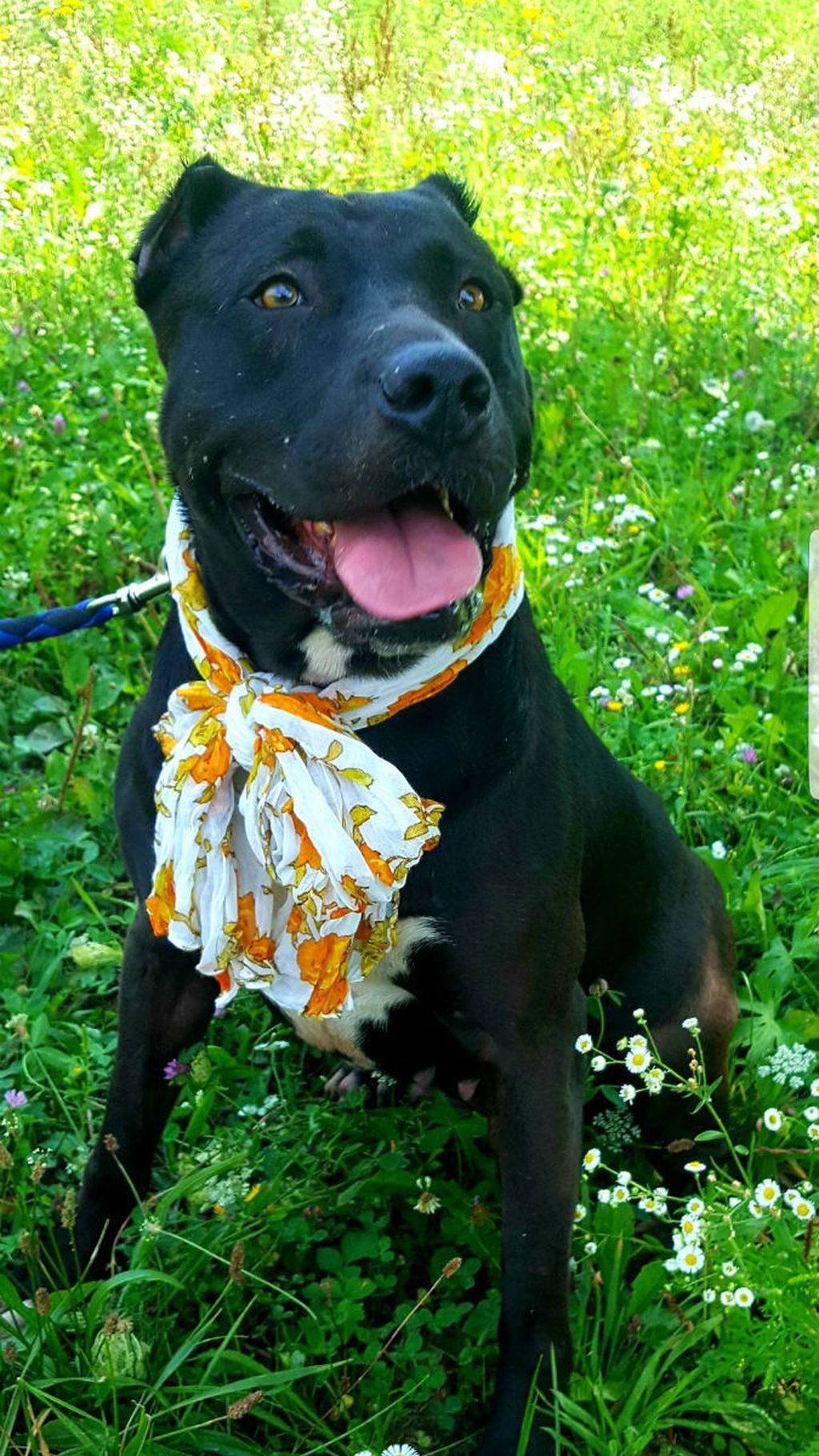 Ljepotica Megi u azilu Dumovec čeka svoj novi dom - 10