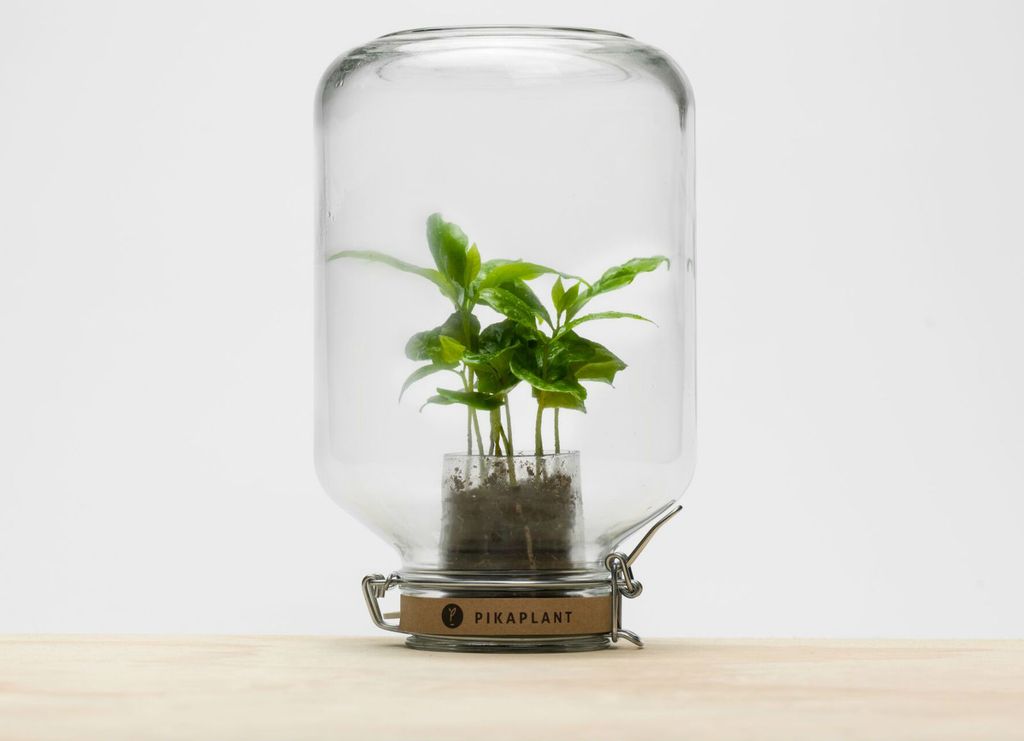 Pikaplant Jar (Foto: Zadovoljna.hr)