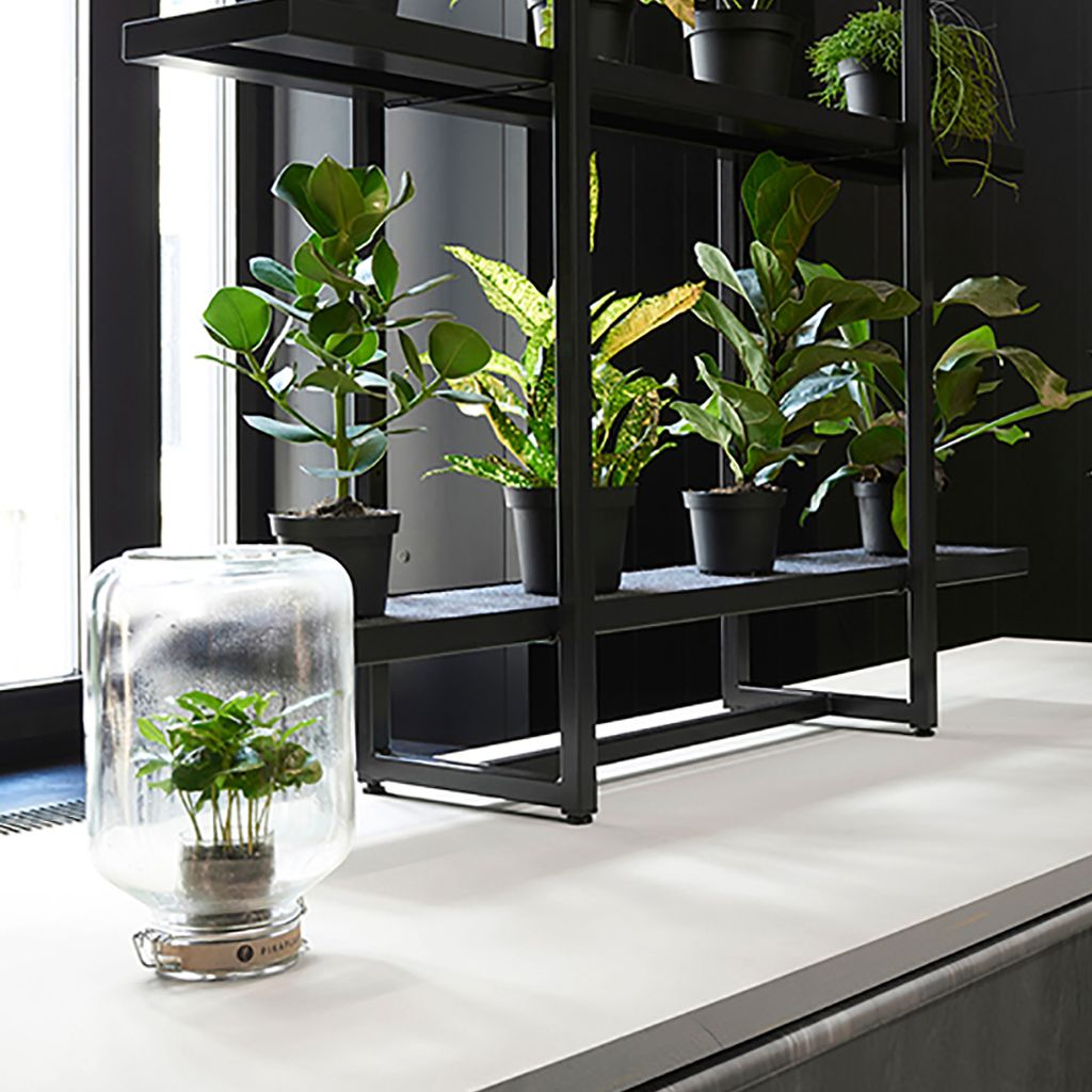 Pikaplant Jar (Foto: Zadovoljna.hr)