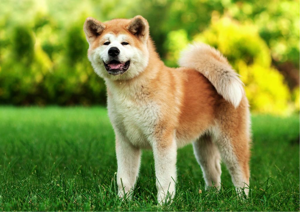 Akita