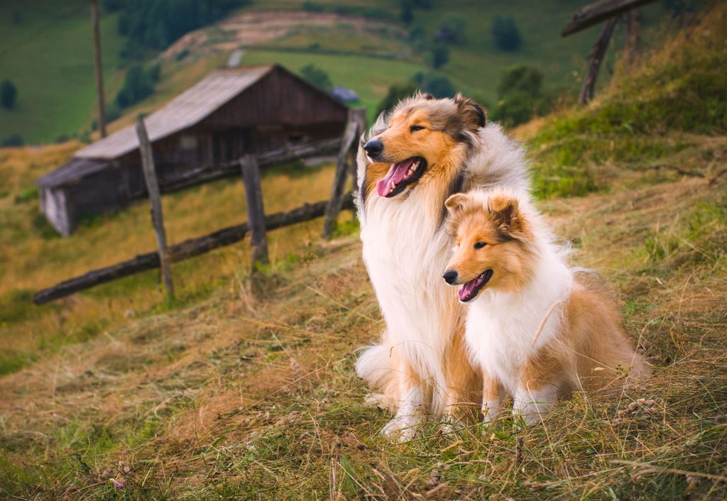Collie