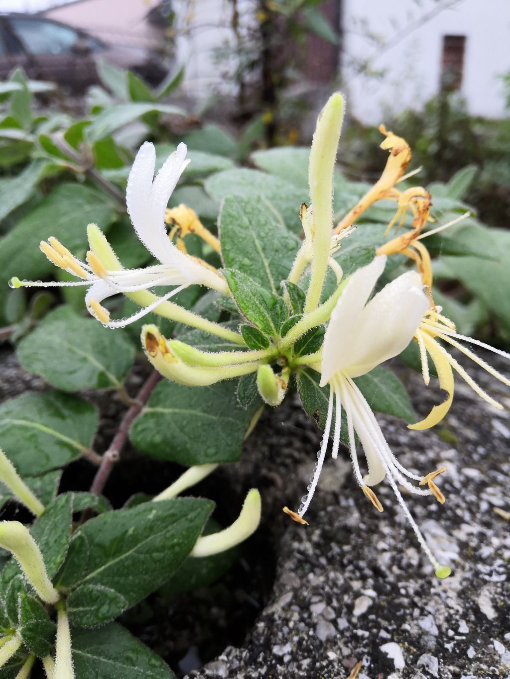 Honor Play (Foto: Zimo)