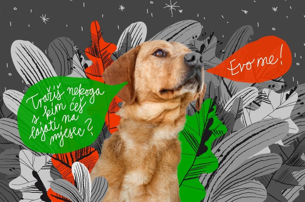 Ana Kovačić (pas Aspen)