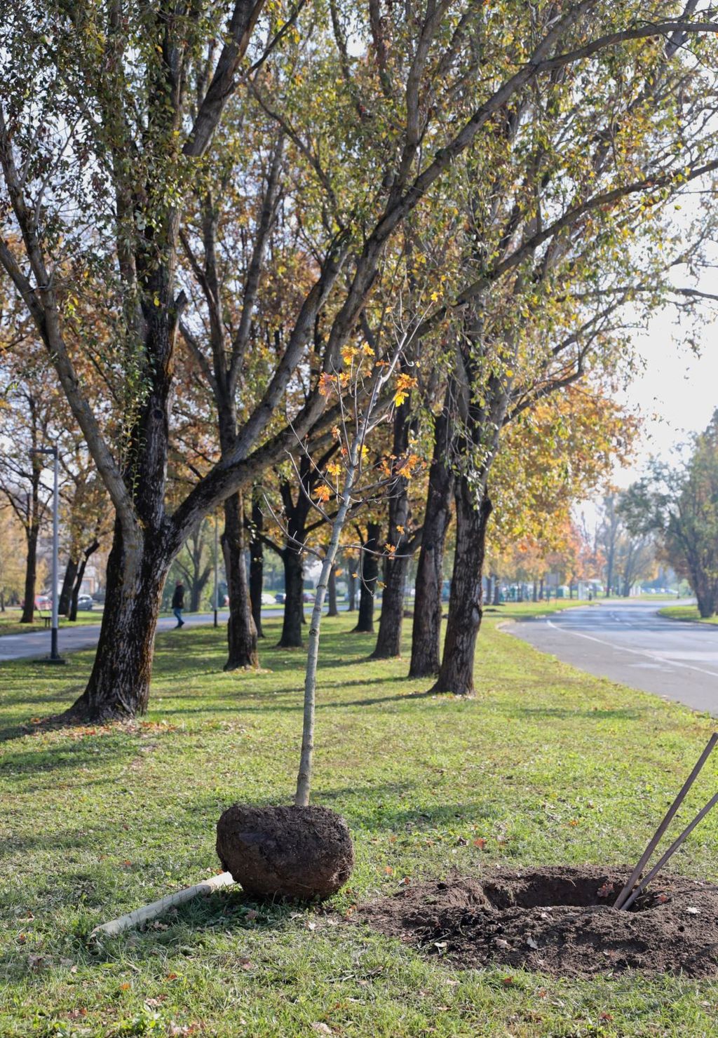 Vodstvo Grada Zagreba otvorilo je ovosezonsku sadnju stabala