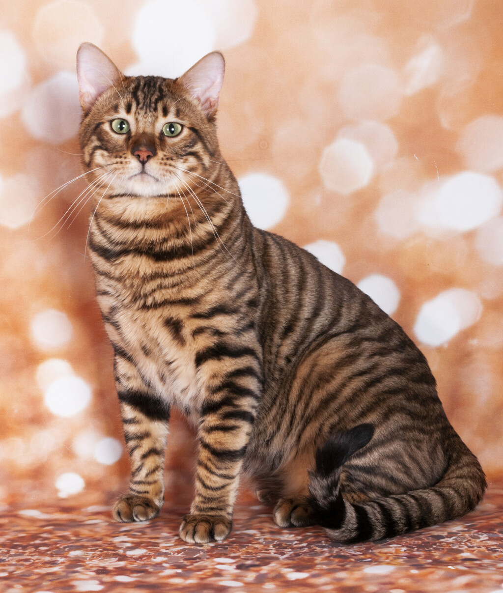 Toyger