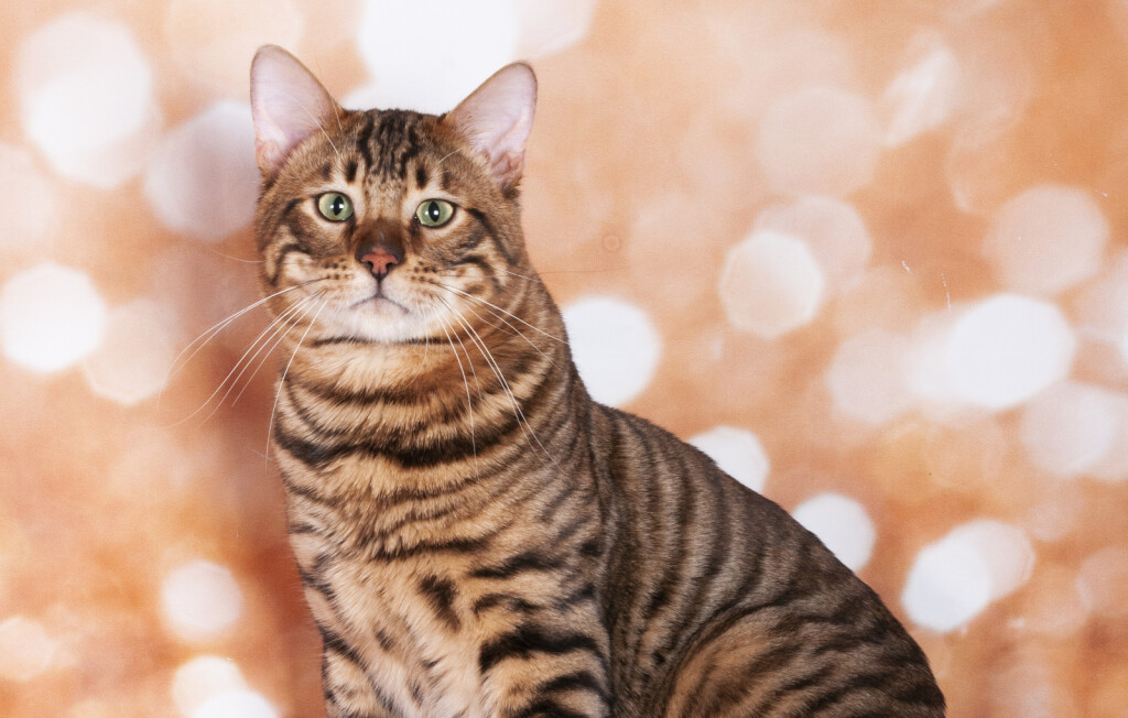 Toyger
