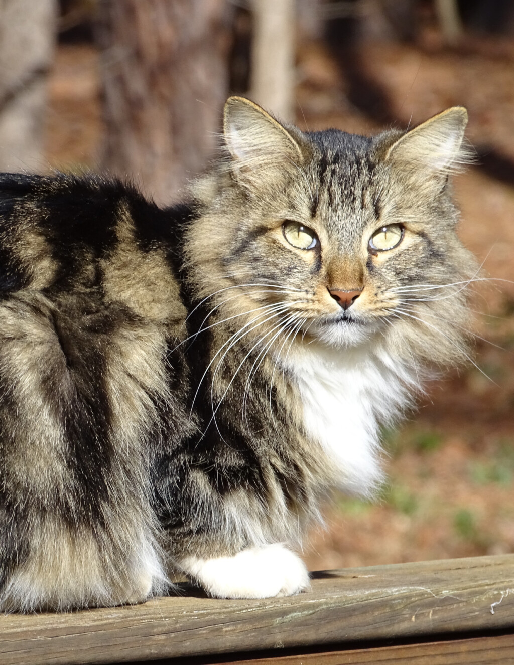 Američki bobtail