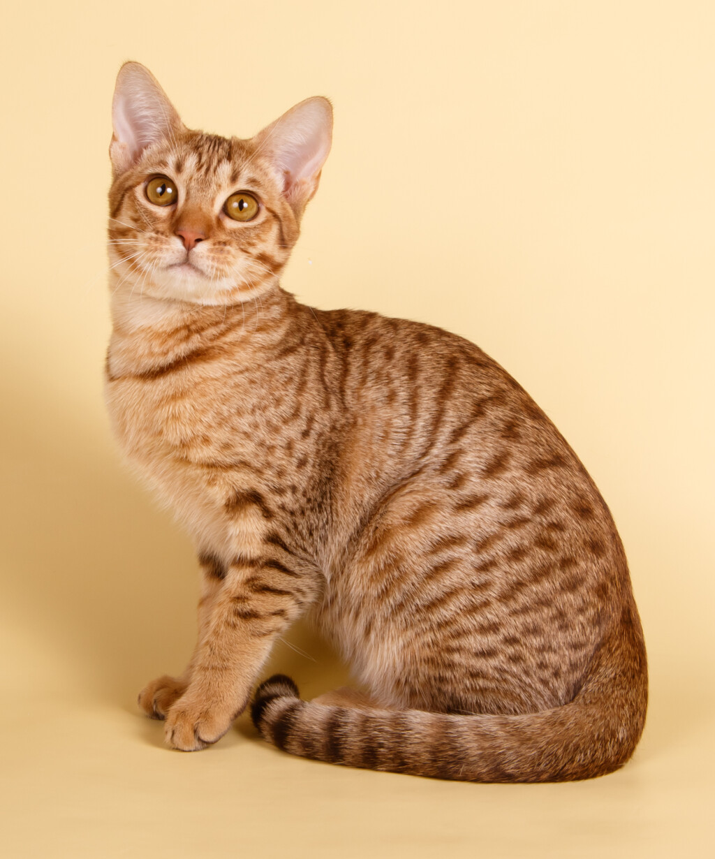 Ocicat