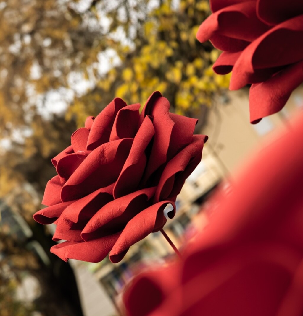 Deset ruža postavljeno je na Trgu Ksavera Sandora Gjalskog u Zaboku