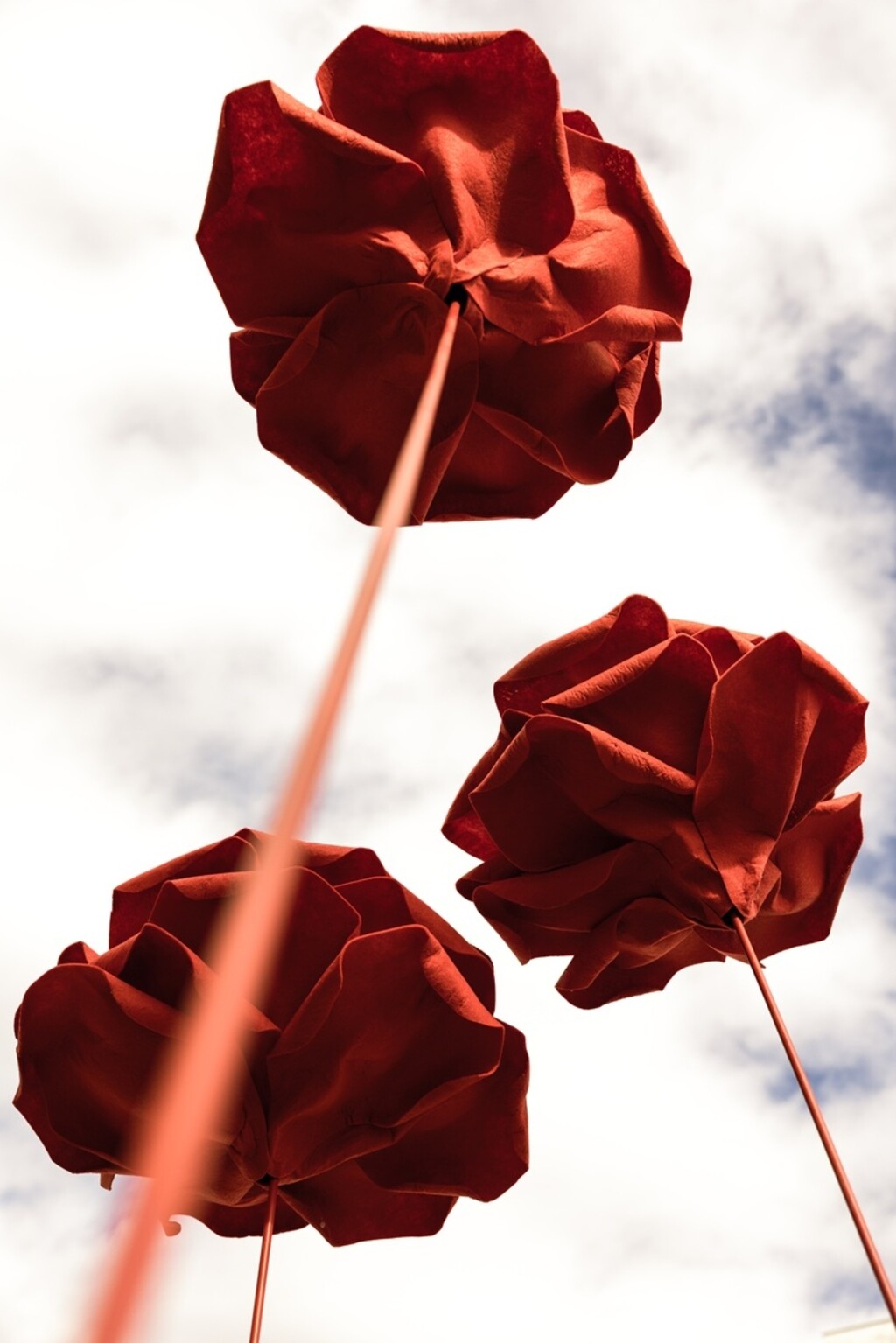 Ruže simboliziraju sve žrtve koje su podlegle nasilju u vezi