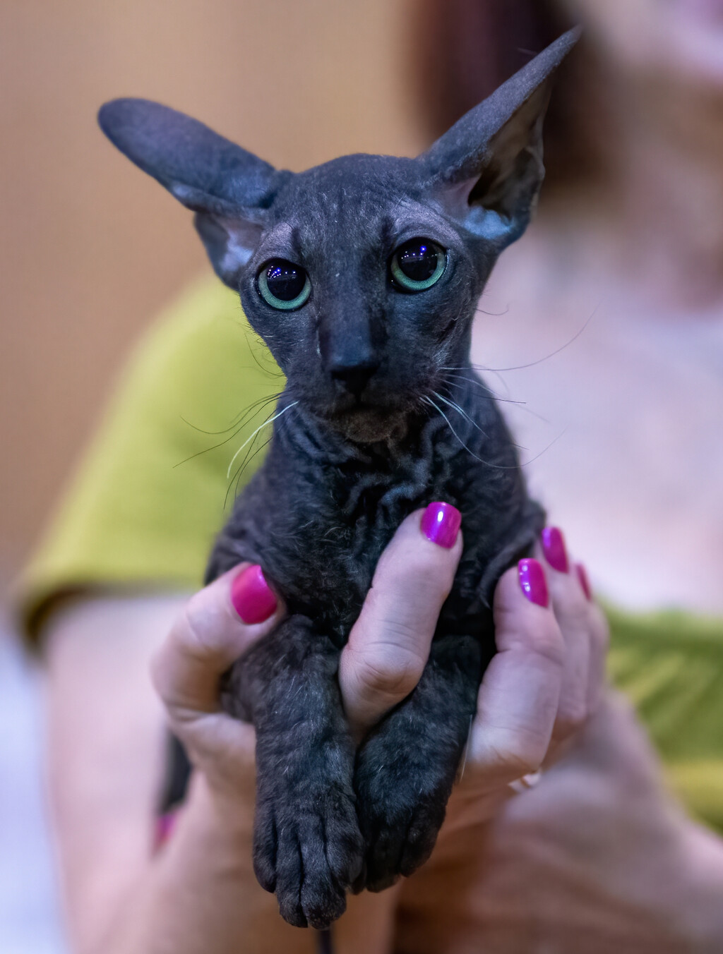 Orijentalna kratkodlaka mačka