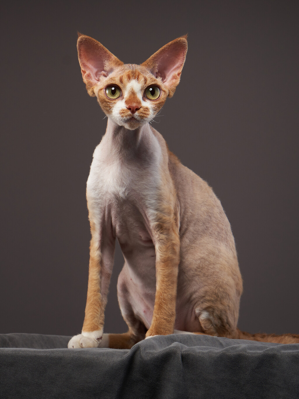 Devon rex