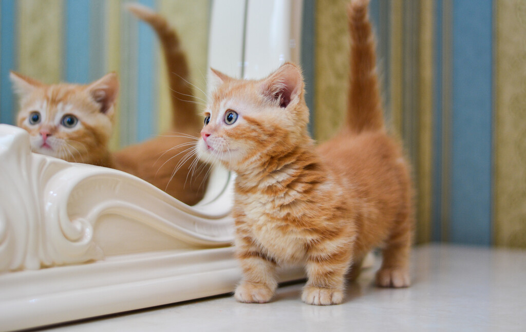 Munchkin mačke prepoznatljive su po svojim kratkim nogicama