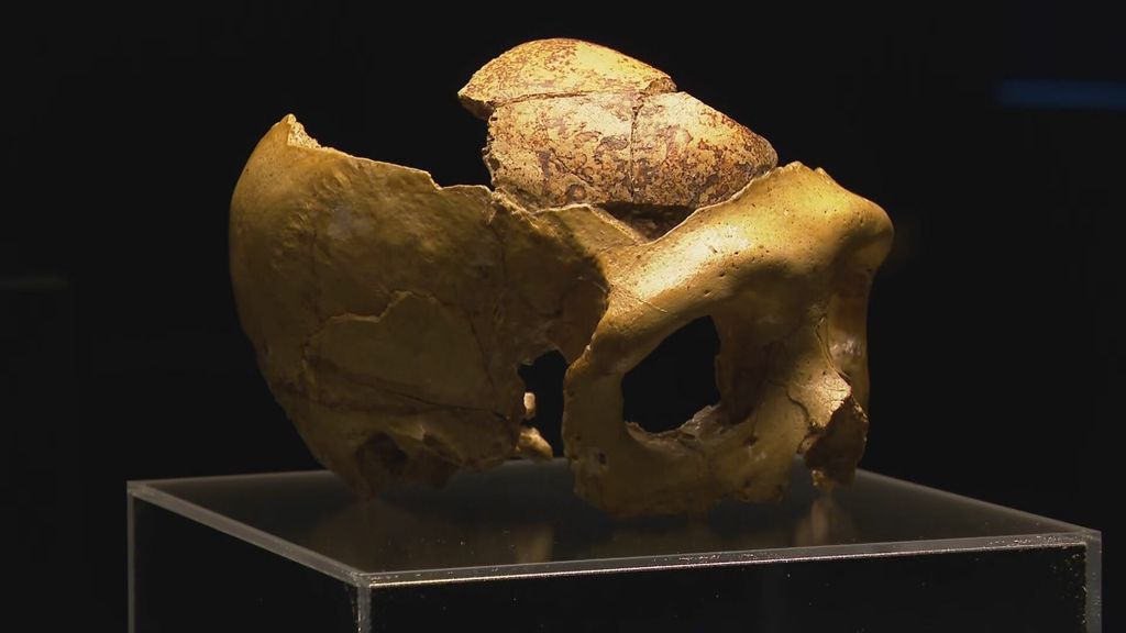 Tatjana Vlahović, ravnateljica prirodoslovnog muzeja