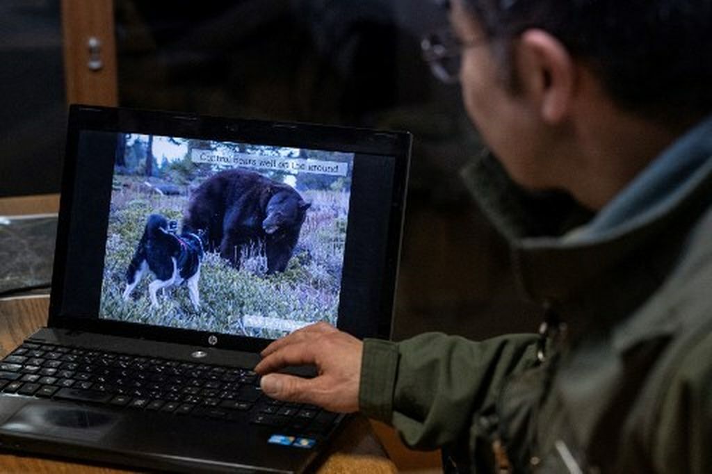 Medvjedi sve češće viđeni u Japanu